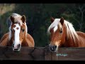 Gold horse with gold heart,animals beautiful flicka hidalgo horse horses magic most wildlife zrh