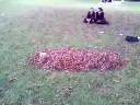 why is there a pile of leaves,film funny leaves short