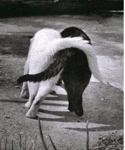 [ Please click me tender ]